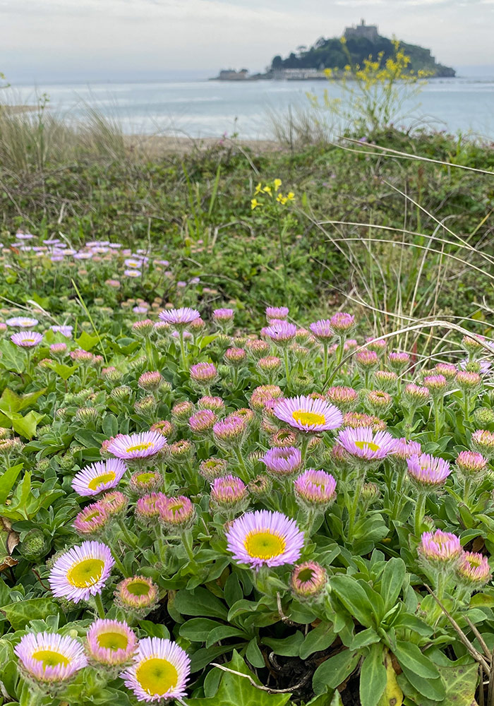 Seaside daisies